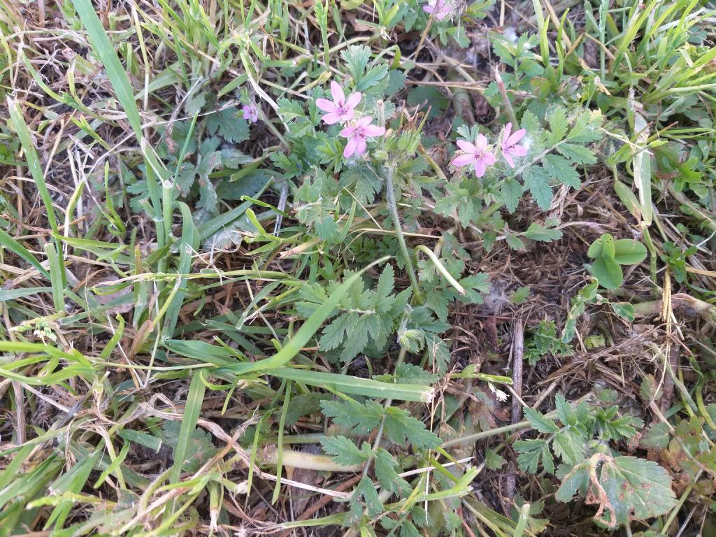 Erodium cicutarium o ciconium?  Erodium cicutarium